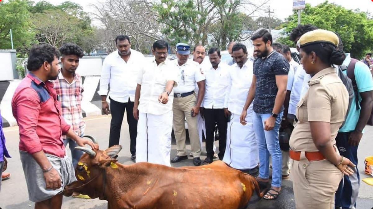 Minister Nasar helps to save cows life Minister Nasar helps to save cows life