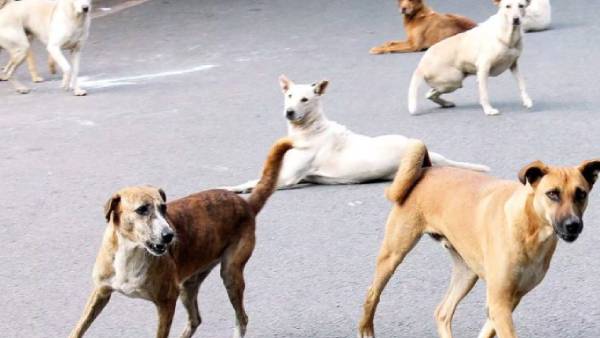 Chennai Corporation said good news, Family planning surgery for dogs 407 stray dogs in just 10 days Chennai Corporation said good news, Family planning surgery for dogs 407 stray dogs in just 10 days