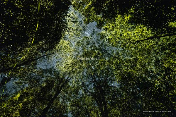 Why Firefiles are luminating with synchronization in Aanai Malai forest? See the mind blowing pictures 