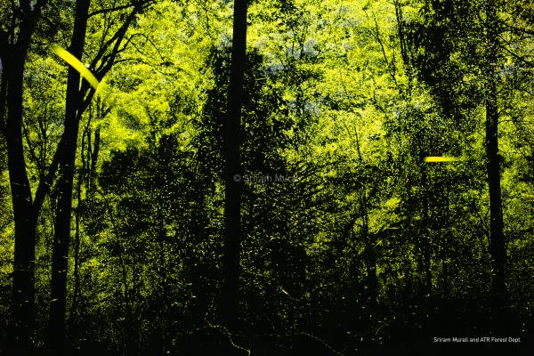 Why Firefiles are luminating with synchronization in Aanai Malai forest? See the mind blowing pictures 