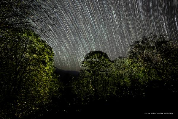 Why Firefiles are luminating with synchronization in Aanai Malai forest? See the mind blowing pictures 