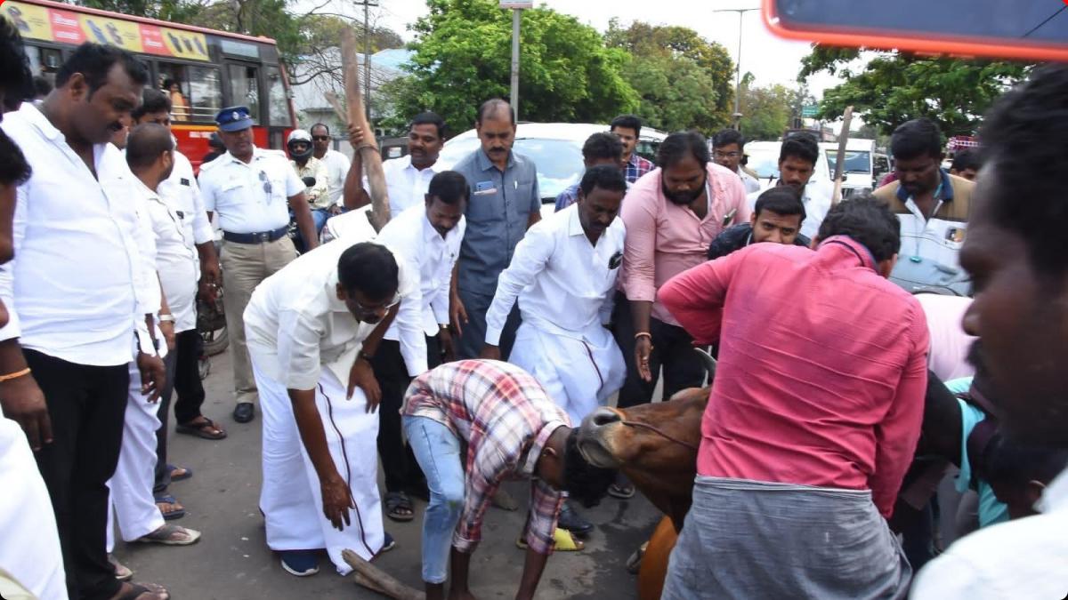 Minister Nasar helps to save cows life Minister Nasar helps to save cows life