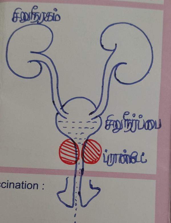 Dr Farook Abdulla says about prostate gland 