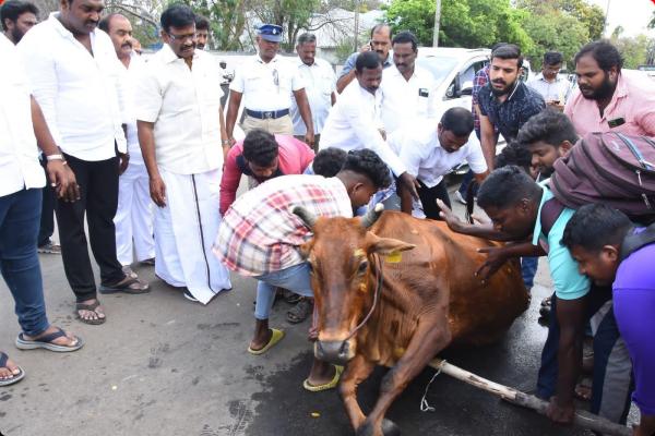 Minister Nasar helps to save cows life Minister Nasar helps to save cows life