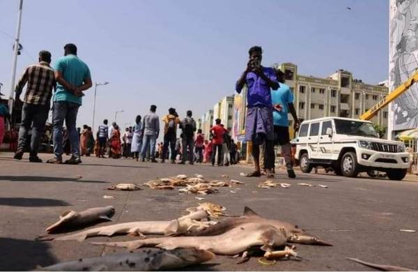 SDPI urged to protect the livelihood of Chennai Pattinappakkam roadside fishermen 