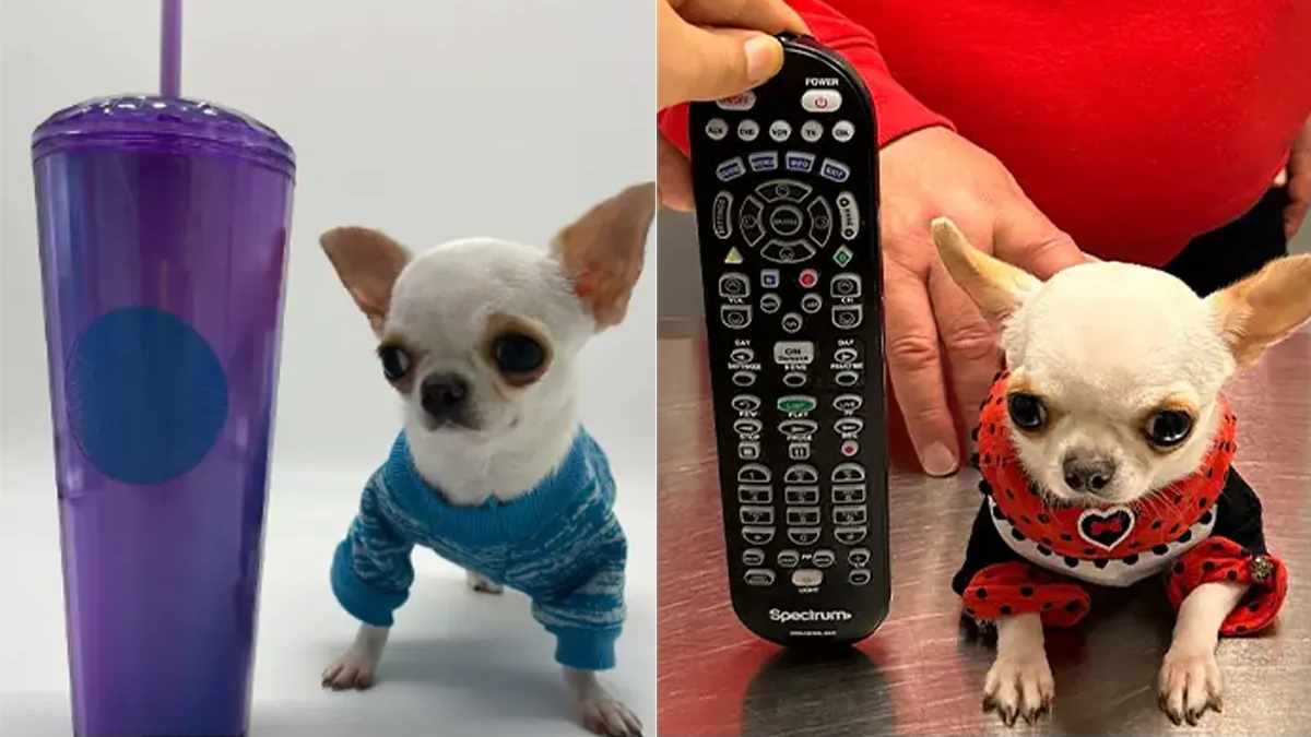 Pearl has been recognized as worlds shortest-living dog by the Guinness World Records Pearl has been recognized as worlds shortest-living dog by the Guinness World Records