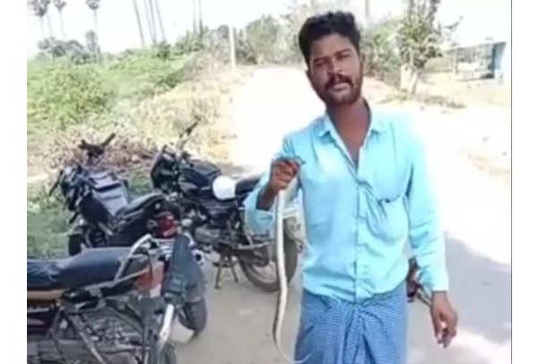 Youths arrested for torture and bite snake into two pieces Youths arrested for torture and bite snake into two pieces