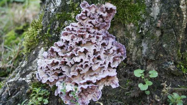  எதனால் ஏற்படும்