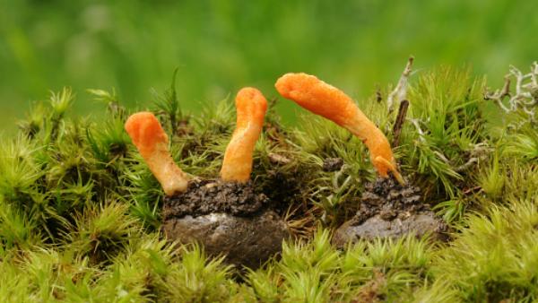  கரகர குரல்