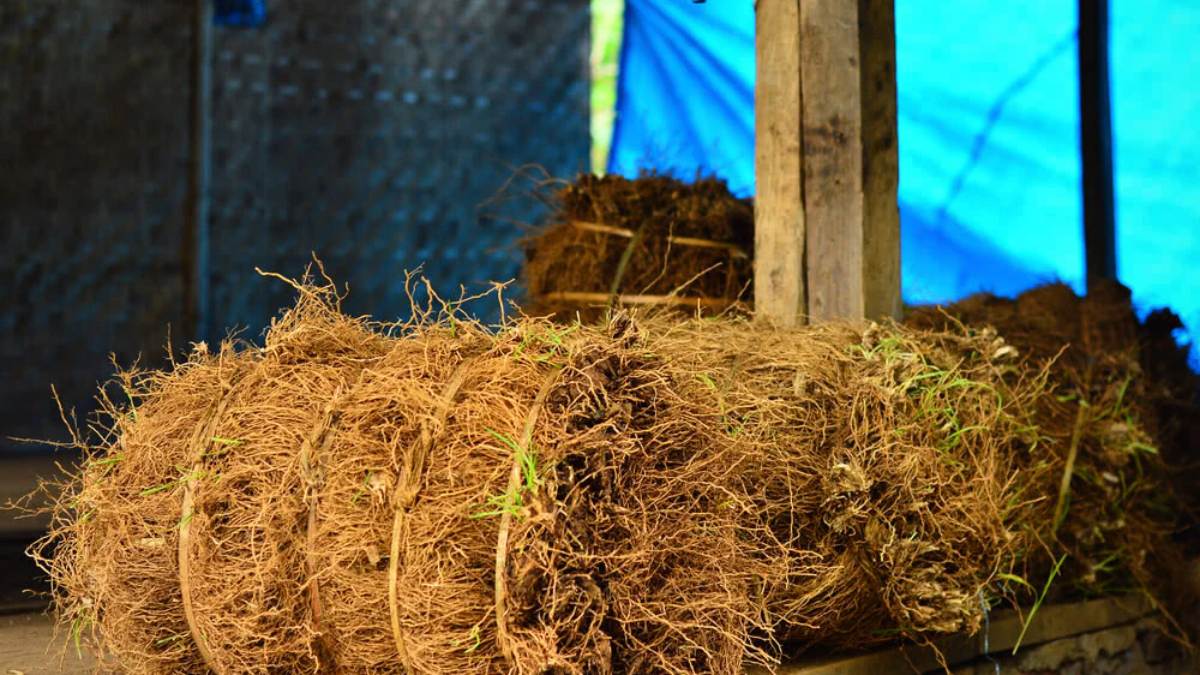 Vetiver uses: Incredible Benefits Of Vetiver for Summer time Vetiver uses: Incredible Benefits Of Vetiver for Summer time