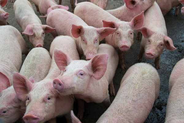 Officials killed more than 60 pigs as African swine flu detected in Virudhunagar Officials killed more than 60 pigs as African swine flu detected in Virudhunagar
