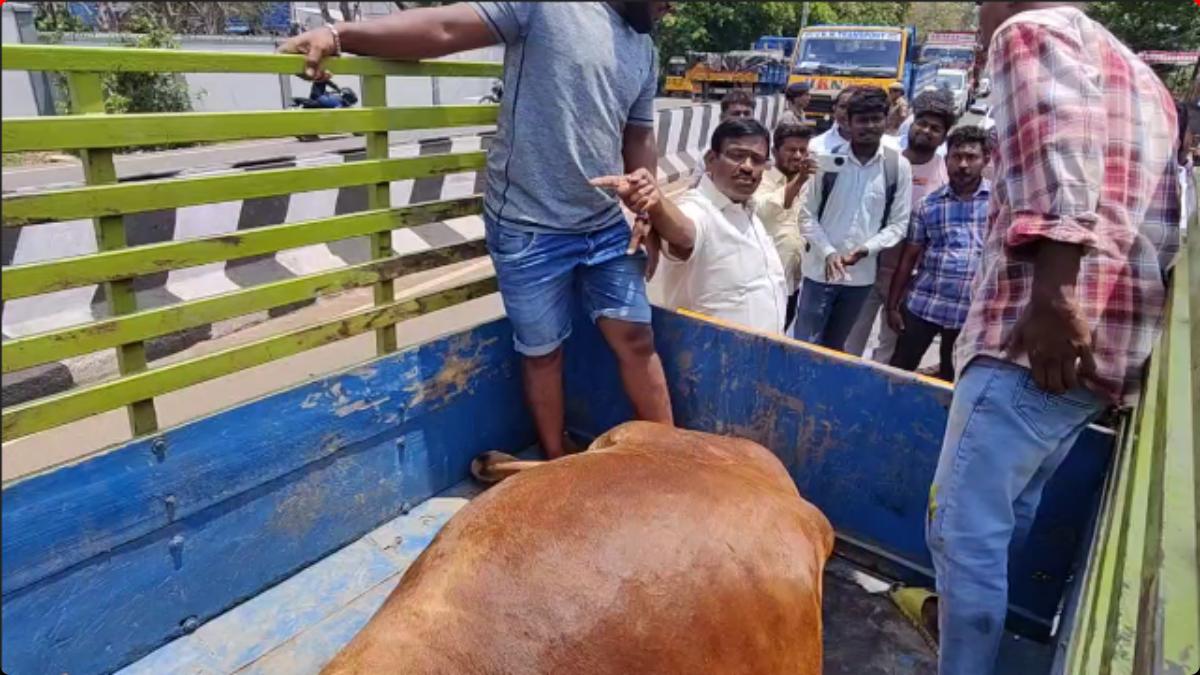 Minister Nasar helps to save cows life Minister Nasar helps to save cows life