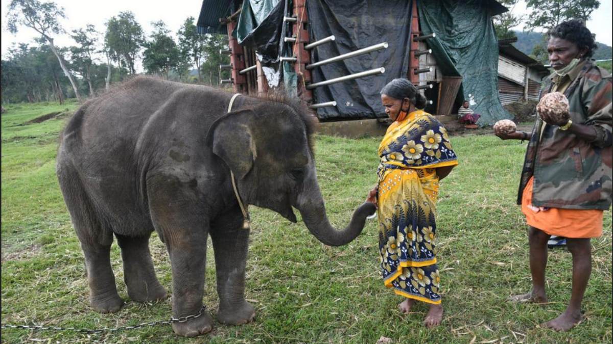 True elephant story: bomman and billie s motherly love that made PM Modi resilient 