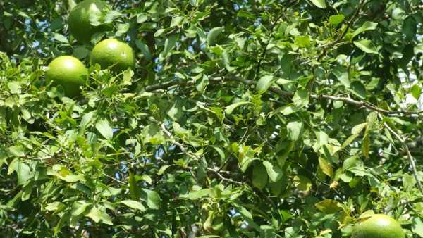 வில்வ மரம் 