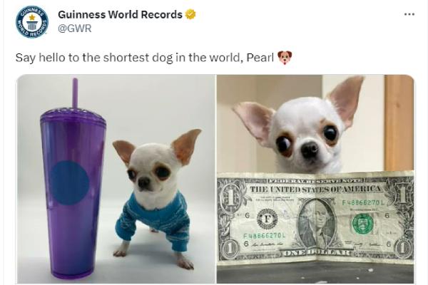 Pearl has been recognized as worlds shortest-living dog by the Guinness World Records Pearl has been recognized as worlds shortest-living dog by the Guinness World Records