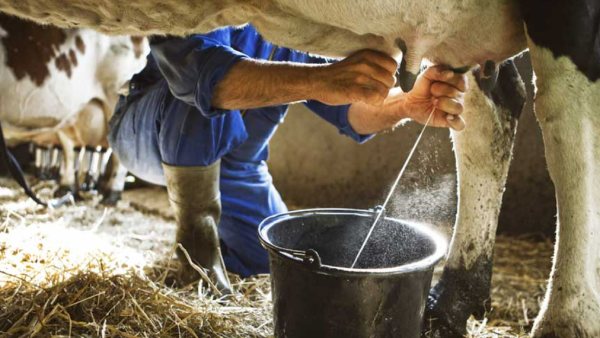 miraculous incident near thiruvannamalai farmers house and cow drinks its own milk 