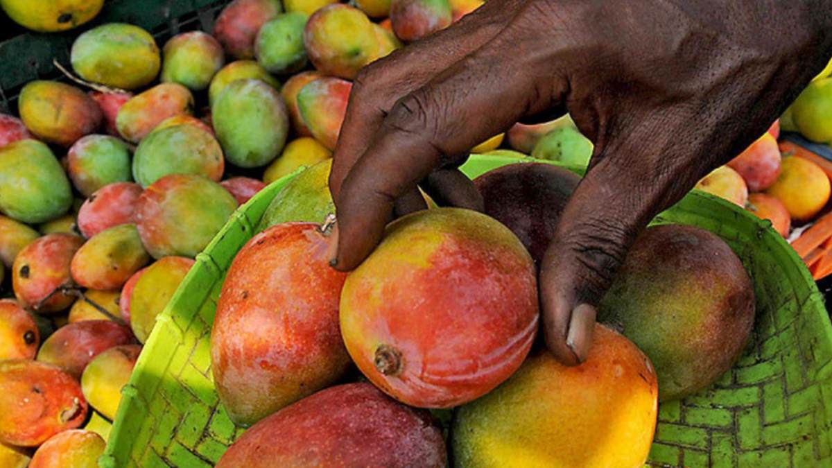 Carbide ripening mangoes: how to find out? Food Safety Officer Explanation 