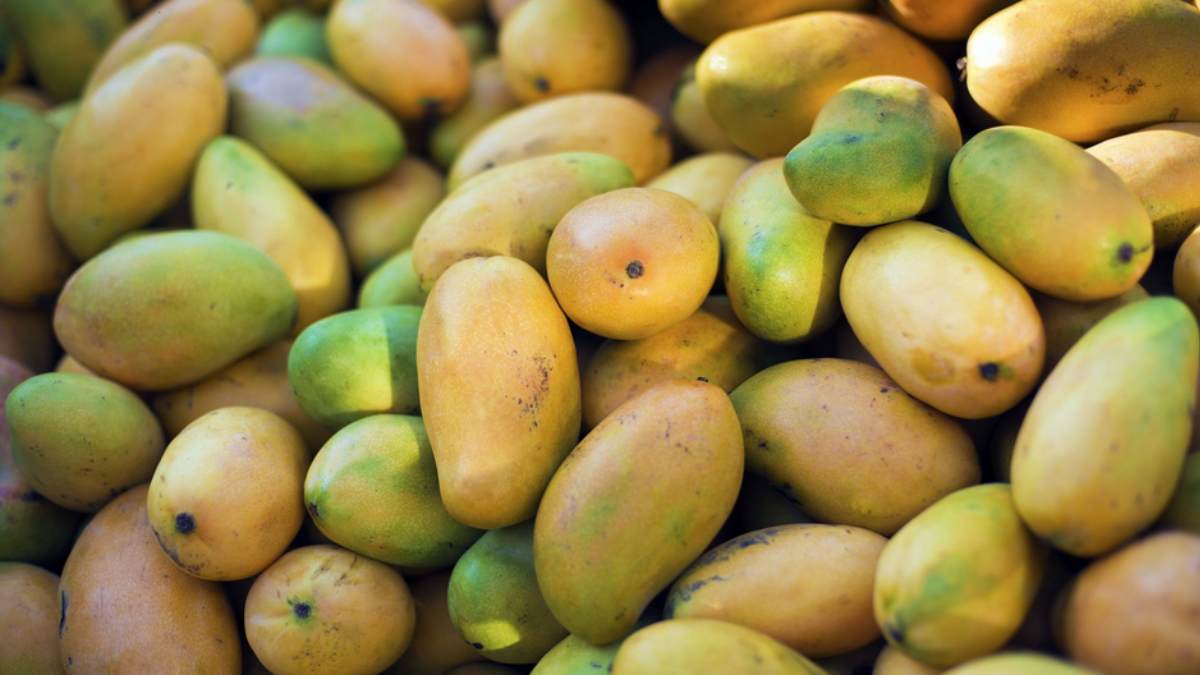 Carbide ripening mangoes: how to find out? Food Safety Officer Explanation 