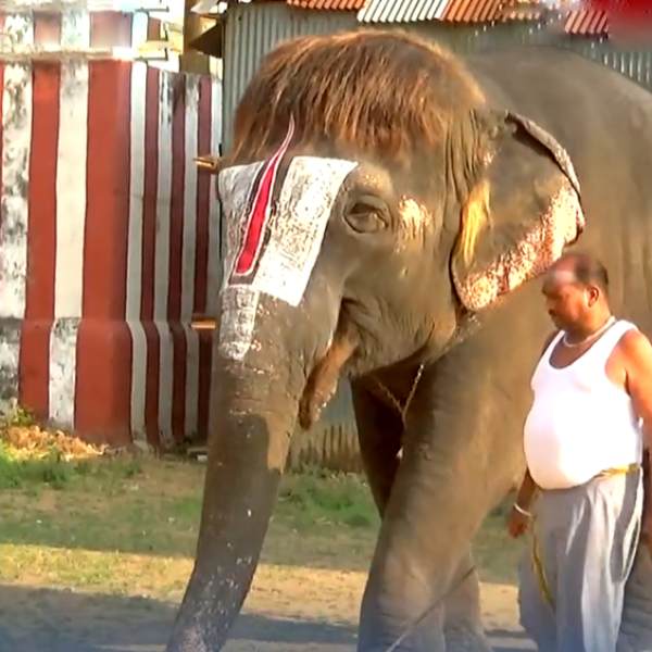 Bob Cut Sengamalam took a dip in Swimming pool ahead of heat wave 