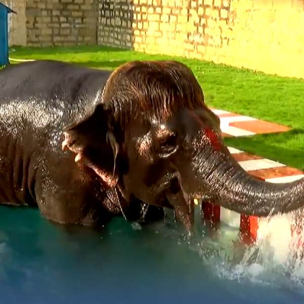Bob Cut Sengamalam took a dip in Swimming pool ahead of heat wave 