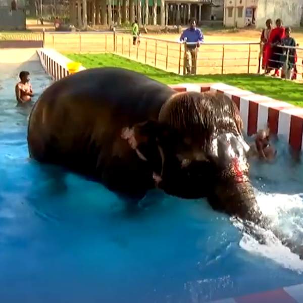 Bob Cut Sengamalam took a dip in Swimming pool ahead of heat wave 