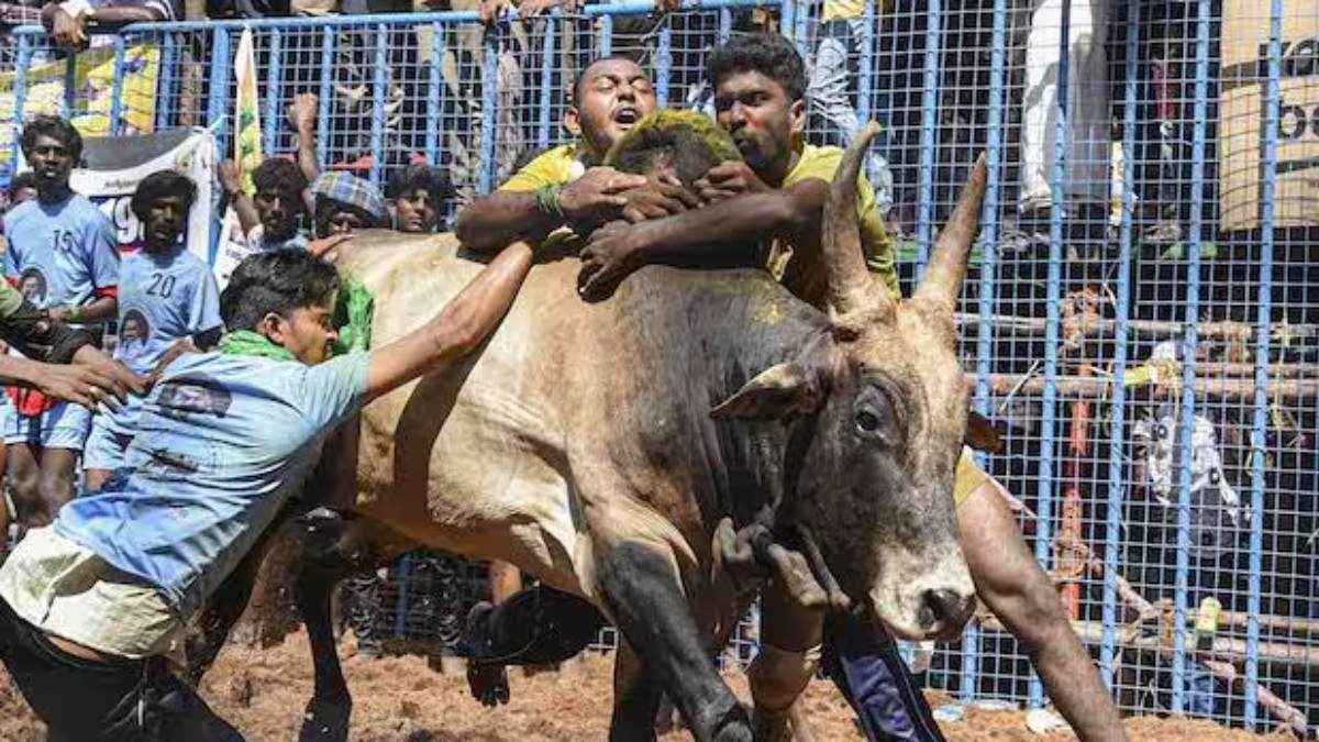 14 people injured due to electric shock during jallikattu near pudukottai 