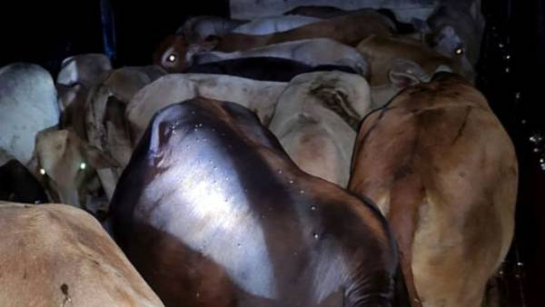  செக் செக்