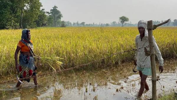 Yogi Adityanaths announcement that the government will take wheat affected by heavy rains at minimum source price Yogi Adityanaths announcement that the government will take wheat affected by heavy rains at minimum source price