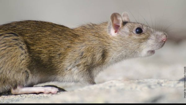  bizarre case in UP: 30-page chargesheet was filed against Man Who Killed A Rat By Drowning 