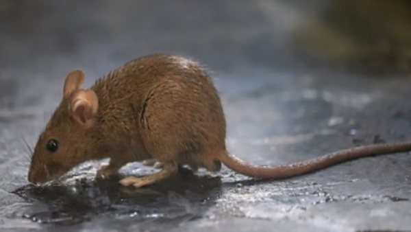  bizarre case in UP: 30-page chargesheet was filed against Man Who Killed A Rat By Drowning 