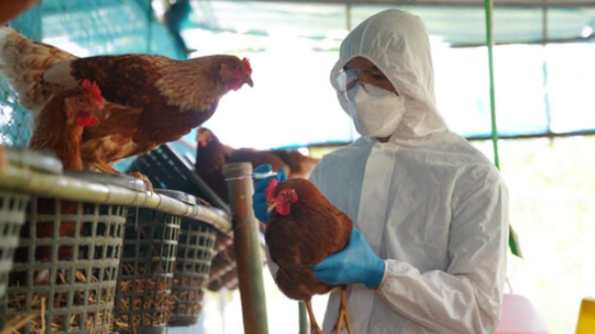 Scientists explain the impact of bird flu 
