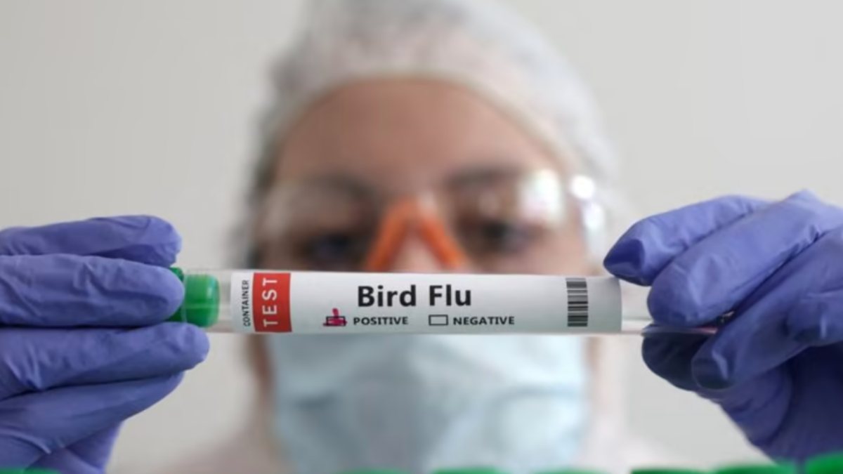 Scientists explain the impact of bird flu 