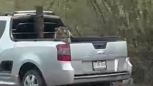 Mexican police stunned to see Tiger Abandons Truck by Drug Cartel 