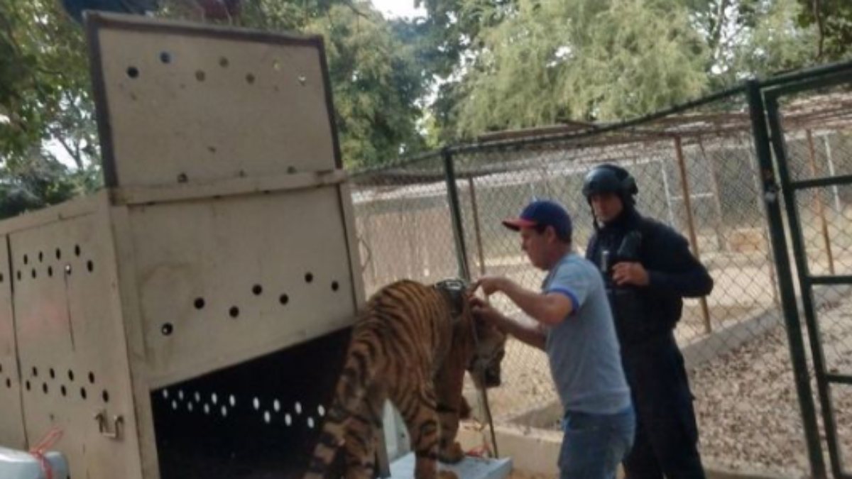  Mexican police stunned to see Tiger Abandons Truck by Drug Cartel 