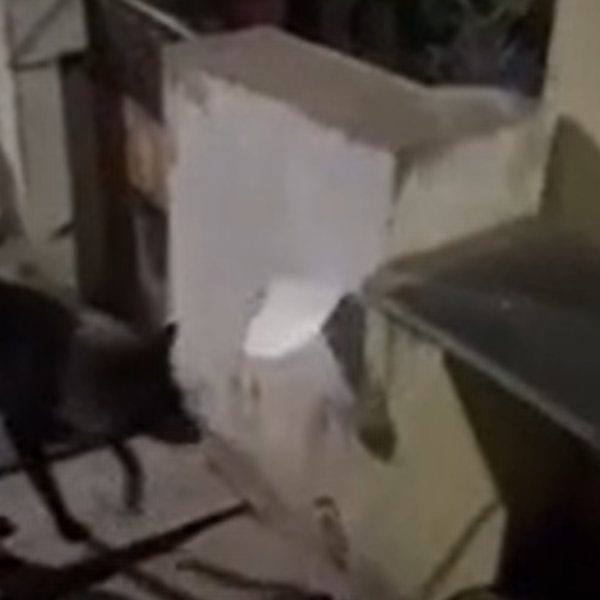  Woman group filled case Against Dog For Removing Andhra CM Jagan Mohan Reddys poster