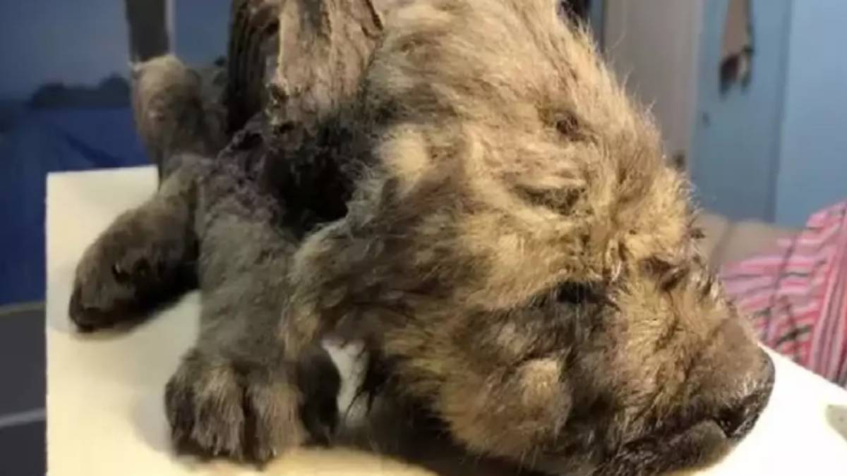  What is the Mystery of 18,000-Year-Old Puppy Found Frozen In Siberia Ice