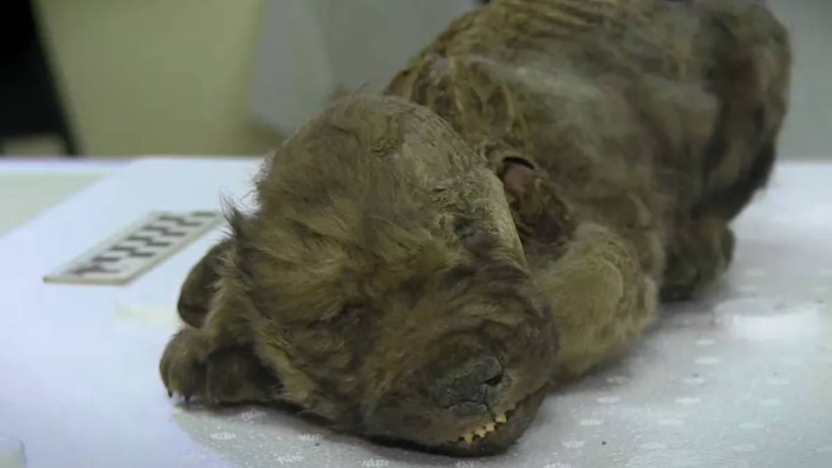  What is the Mystery of 18,000-Year-Old Puppy Found Frozen In Siberia Ice