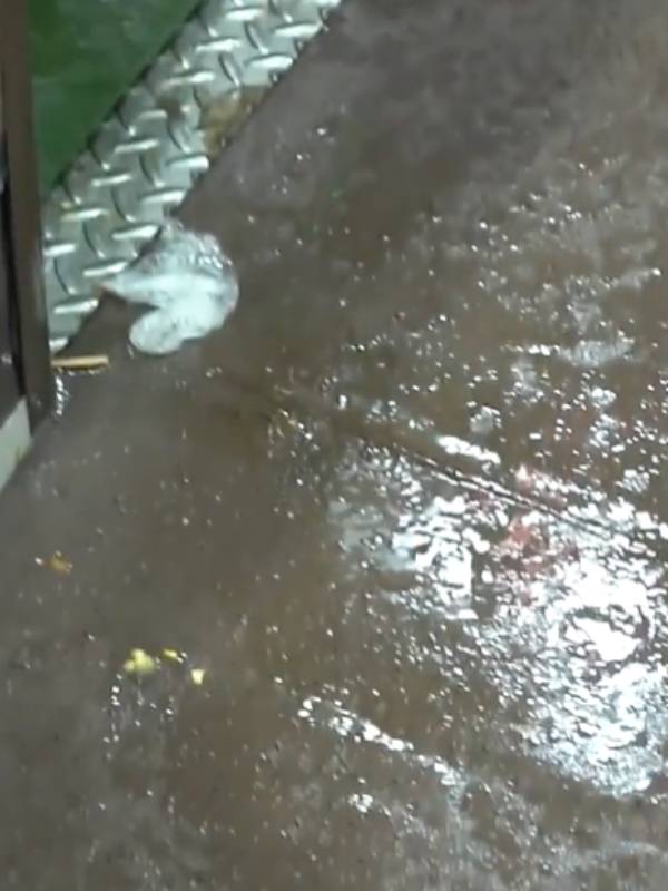 Why Trivandrum to Kasargod Vande Bharat Train is leaking for a small train itself? 