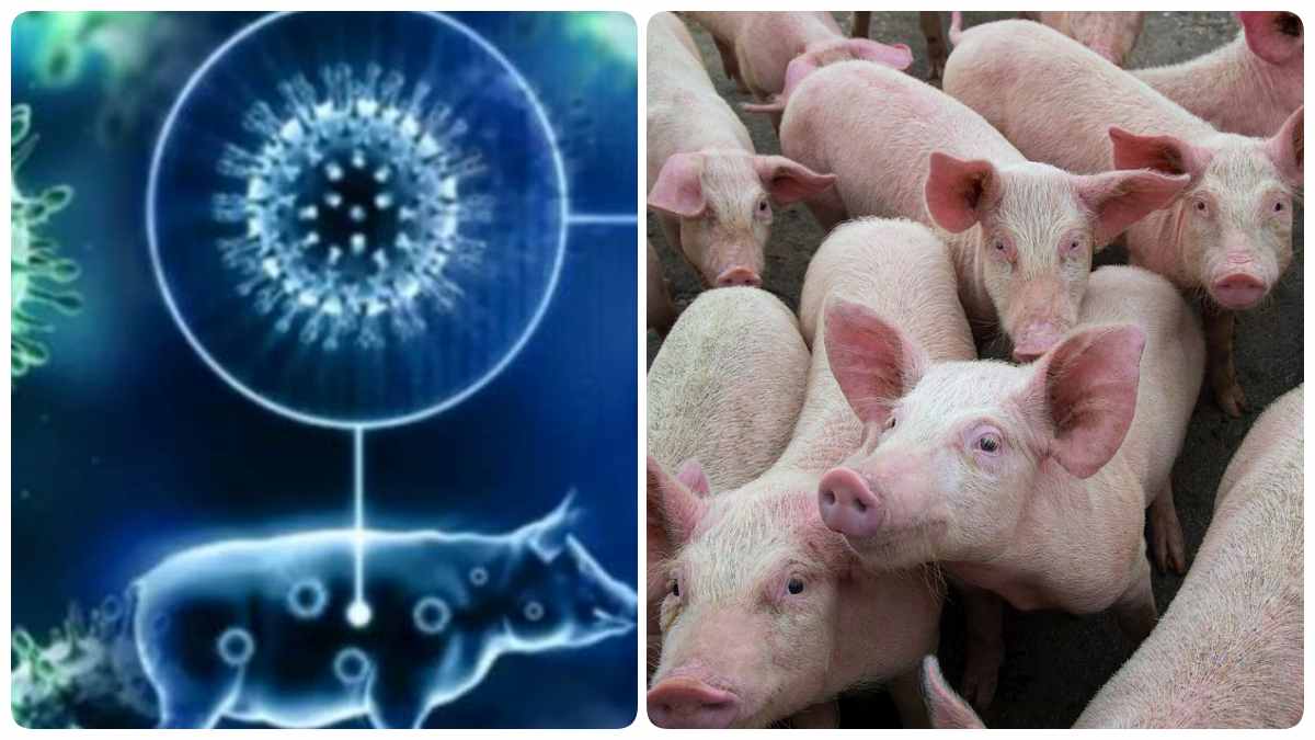 Officials killed more than 60 pigs as African swine flu detected in Virudhunagar Officials killed more than 60 pigs as African swine flu detected in Virudhunagar