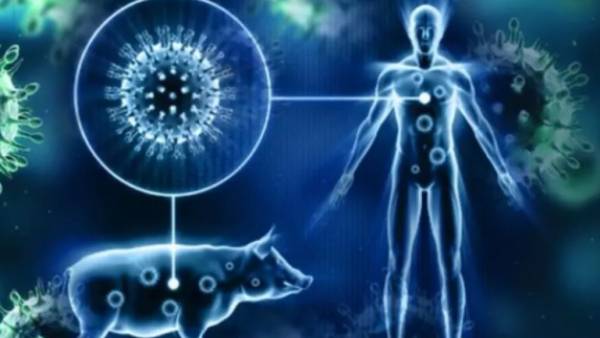 Officials killed more than 60 pigs as African swine flu detected in Virudhunagar Officials killed more than 60 pigs as African swine flu detected in Virudhunagar