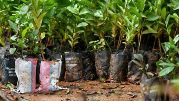 5 லட்சம் மரக்கன்றுகள் 