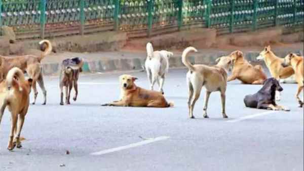 A new idea by the Corporation to control stray dogs in Chennai 