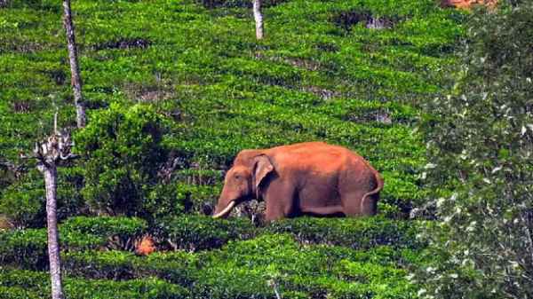 The forest department is serious to catch the Ari Kompan wild elephant that entered the honey 