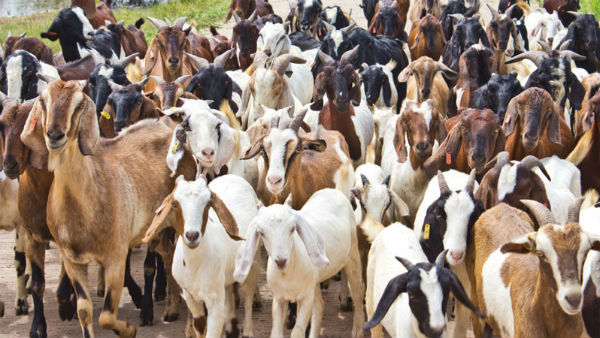 Mutton shortage in Bangalore Due to elected MLAs on sunday the next day of Karnataka Election result 