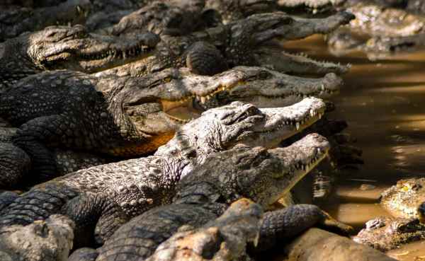 How a Man Killed By 40 Crocodiles After He Tries To Move One