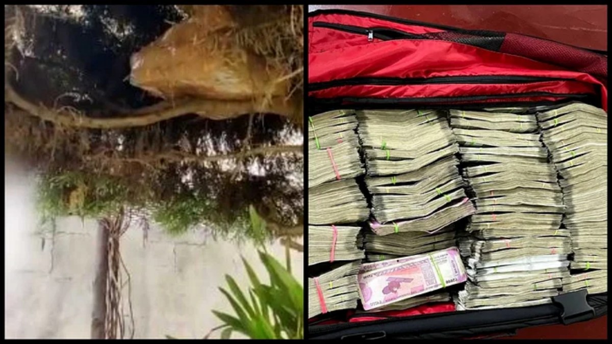 IT officials find Rs 1 crore hidden inside tree at backyard of Karnataka Congress leaders brother IT officials find Rs 1 crore hidden inside tree at backyard of Karnataka Congress leaders brother