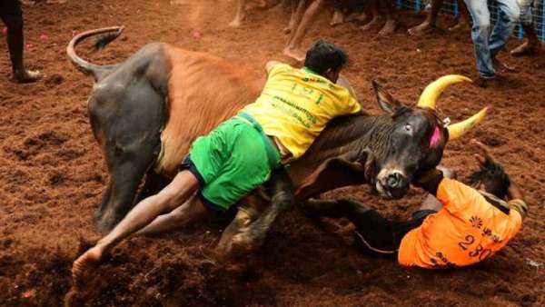 PETA case against Jallikattu: Top 10 furious arguments against the ban by Tamil Nadu govt PETA case against Jallikattu: Top 10 furious arguments against the ban by Tamil Nadu govt