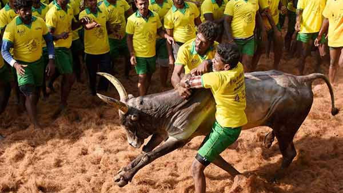 Ex Minister Vijayabaskar Reaction for question about Jallikattu Nayagan O.Panneerselvam 