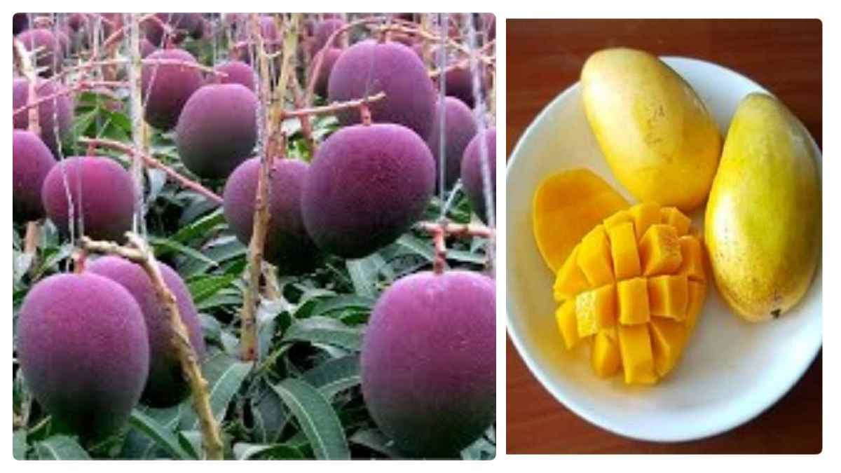 How Japan Farmer Produces Worlds Most Expensive Mangoes At Nearly ₹ 19,000 Each How Japan Farmer Produces Worlds Most Expensive Mangoes At Nearly ₹ 19,000 Each
