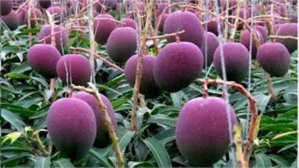 How Japan Farmer Produces Worlds Most Expensive Mangoes At Nearly ₹ 19,000 Each How Japan Farmer Produces Worlds Most Expensive Mangoes At Nearly ₹ 19,000 Each